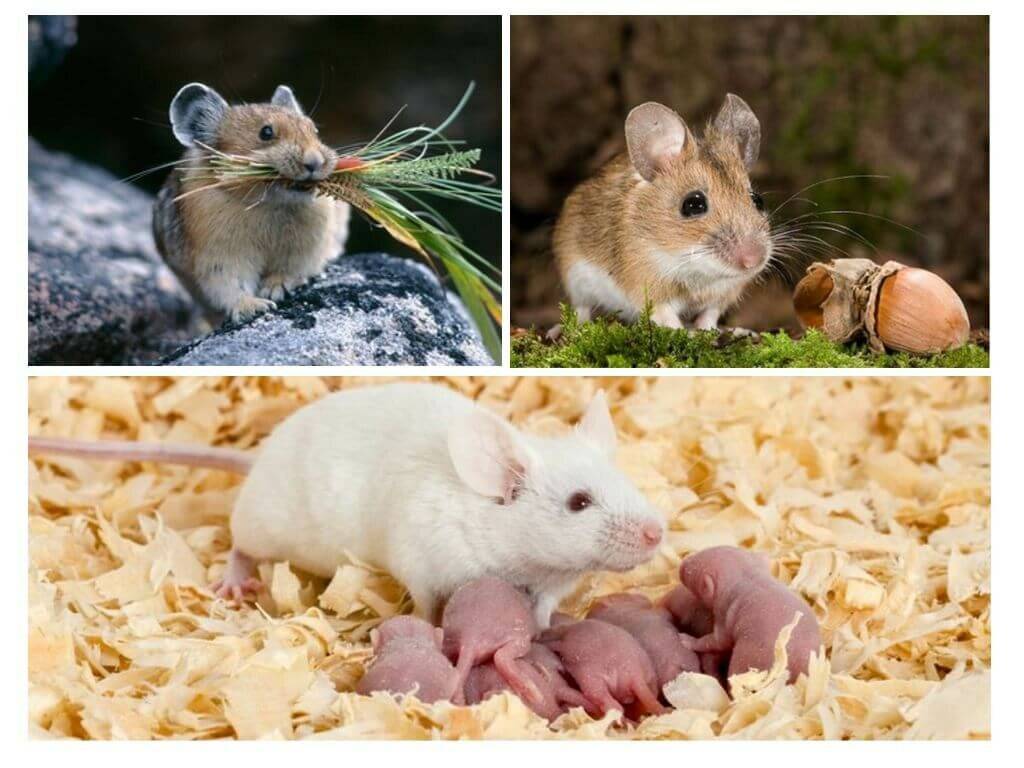 Как размножаются мыши