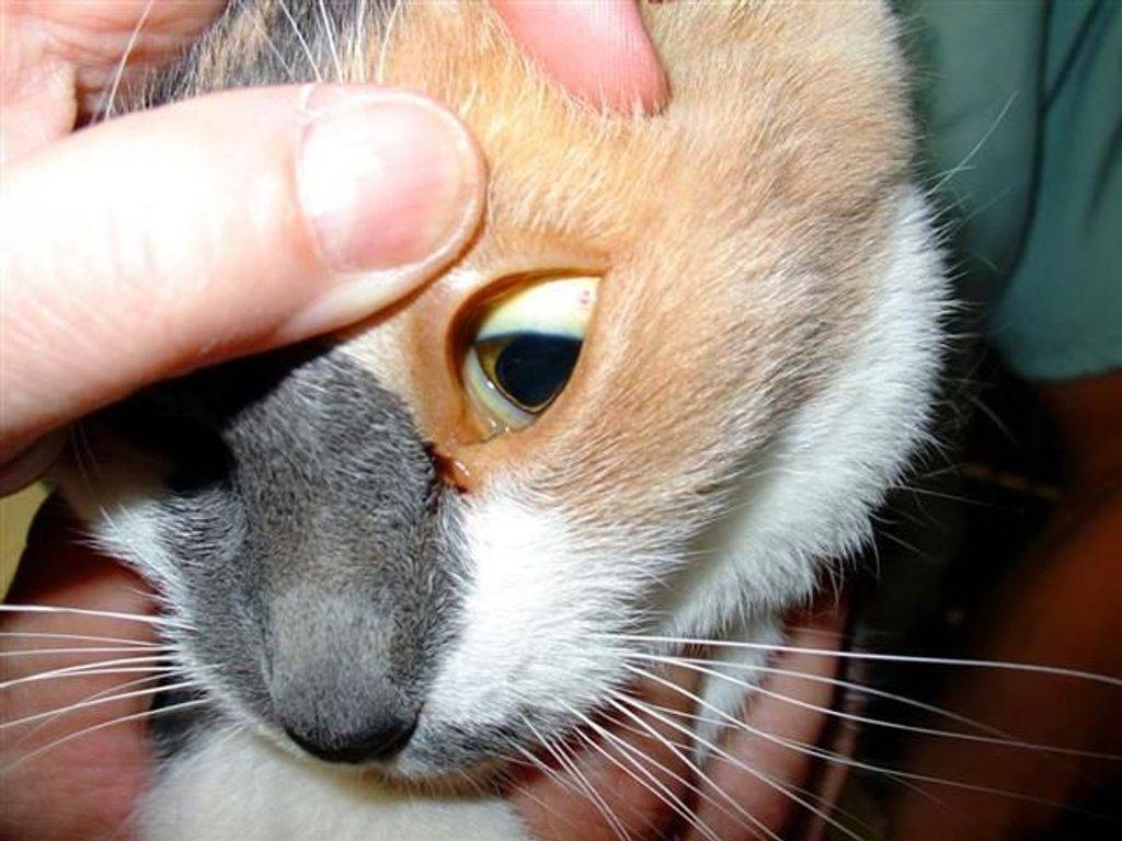 У кота текут слюни изо рта, в том числе каплями и прозрачные как вода: почему это происходит и что делать