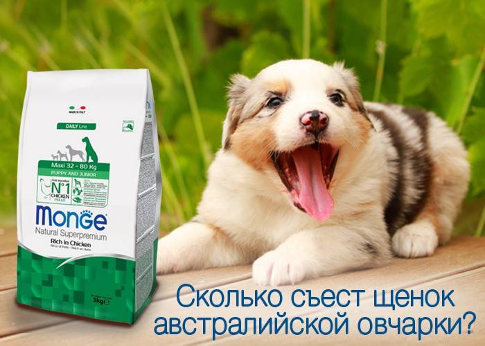 Корм для кошек monge: отзывы, разбор состава, цена