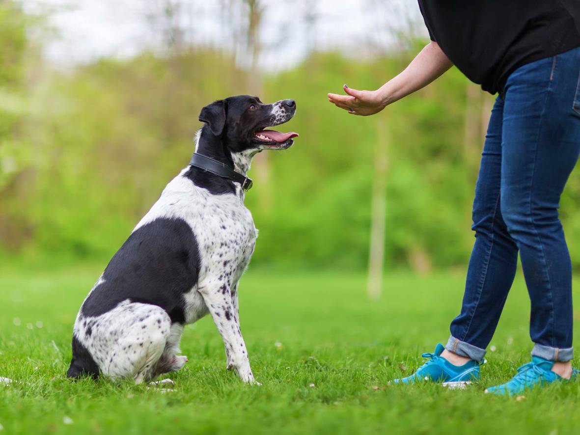 10 пород собак, которые отличаются особой преданностью - zefirka
