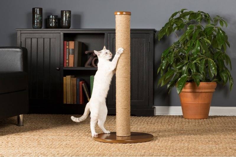 Как отучить кошку драть обои и мебель: эффективные работающие способы