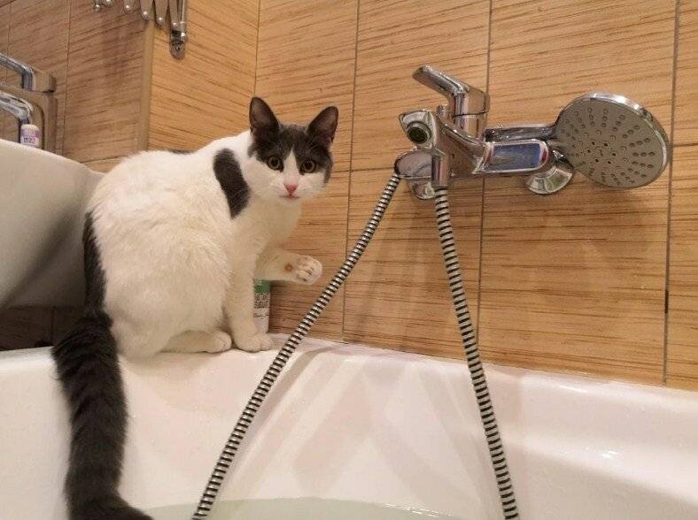 Почему кошки боятся воды: причины и рекомендации 
почему кошки боятся воды: причины и рекомендации 