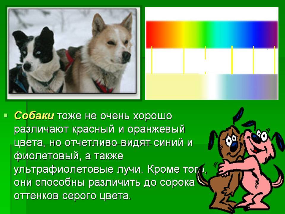 Все о том как видят собаки наш мир: различают ли цвета, какое поле зрения и другое