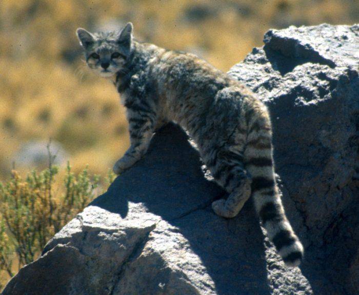 Андская кошка: описание, характер, среда обитания и образ жизни, фото