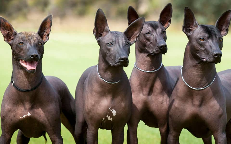 Породы собак без шерсти: мексиканский терьер, китайские хохлатые, прочие псы