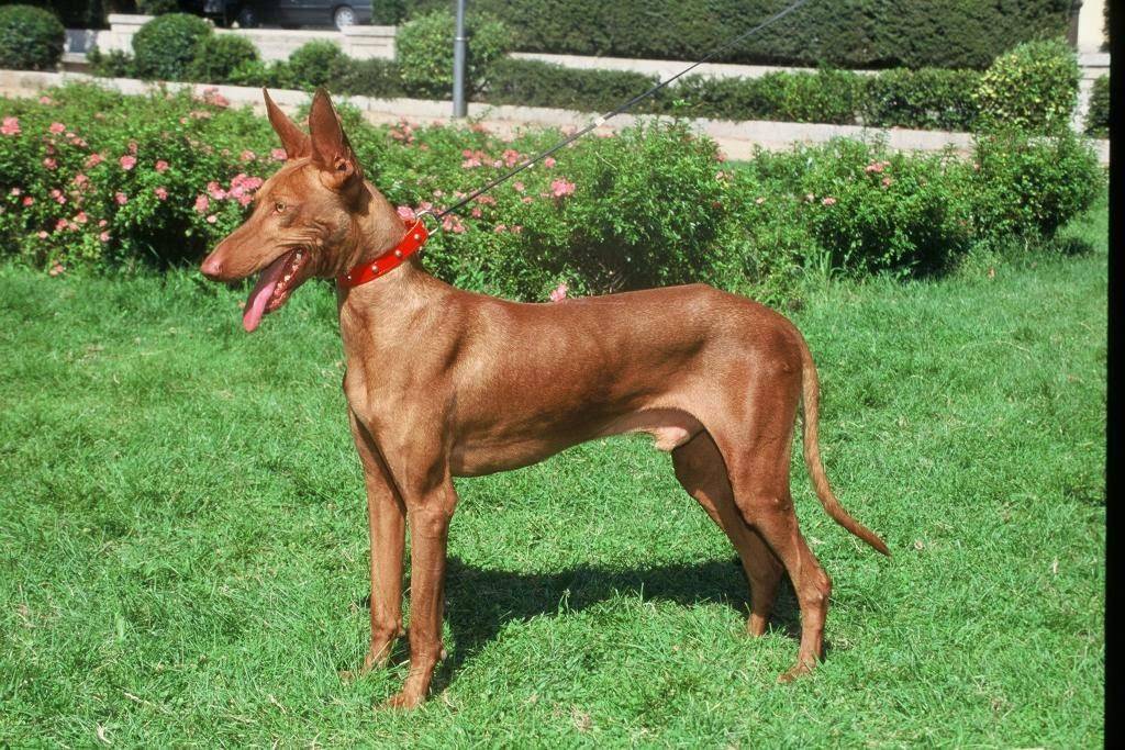 Азавак (африканская борзая) : описание породы собак с фото и видео