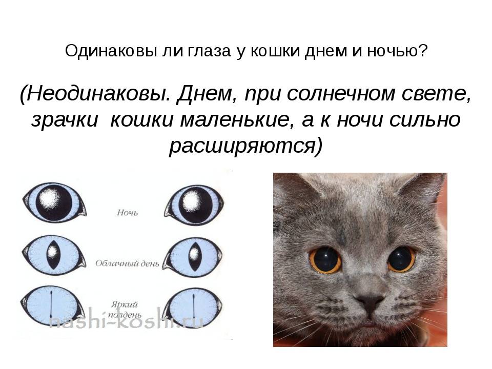 Как видят кошки: особенности зрения кошачьих