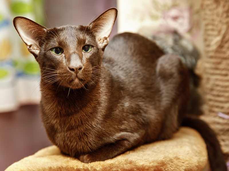 Кошка гавана: описание породы, характер, уход, стоимость