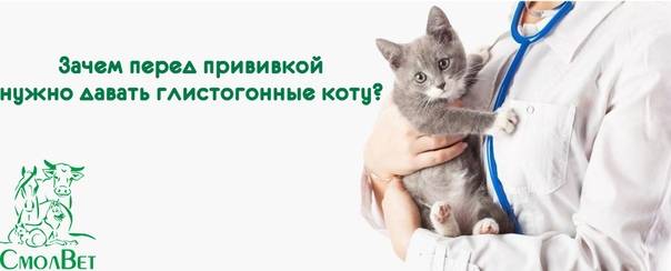 Прививка для кошек: зачем нужна прививка и как часто должна проводиться вакцинация кошек