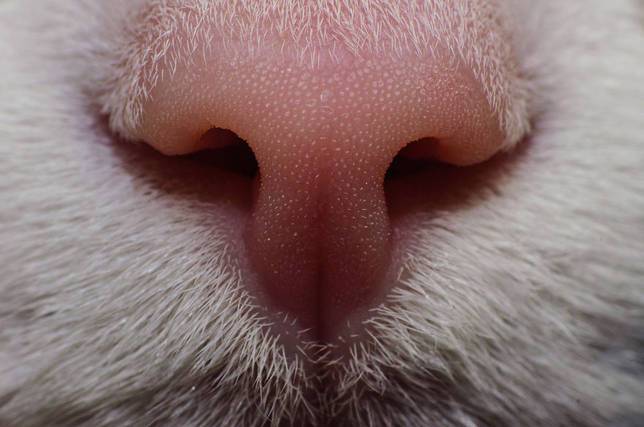 Мокрый нос у кошки: норма или патология?
мокрый нос у кошки: норма или патология?