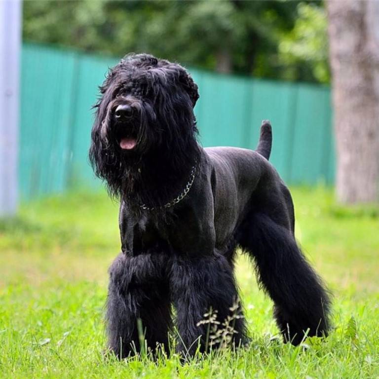 Черный терьер — описание породы, характер свойственный породе, фото собаки и особенности ее воспитания (100 фото)