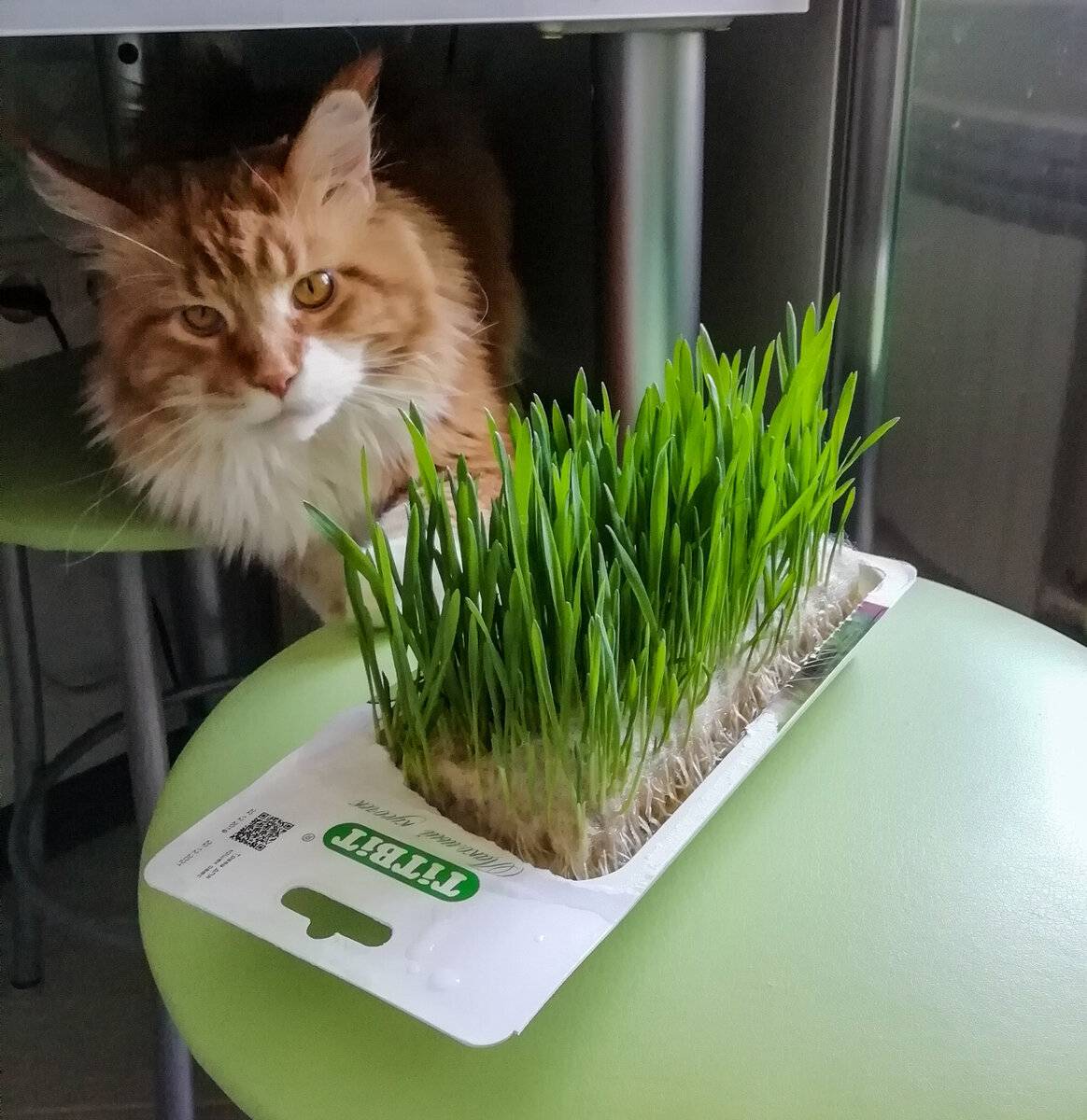 Трава для кошек от авитаминоза. как посадить дома любимую траву для кошек