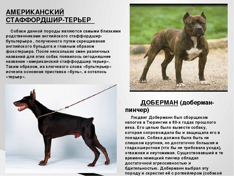 Дратхаар собака. описание, особенности, уход и цена дратхаара