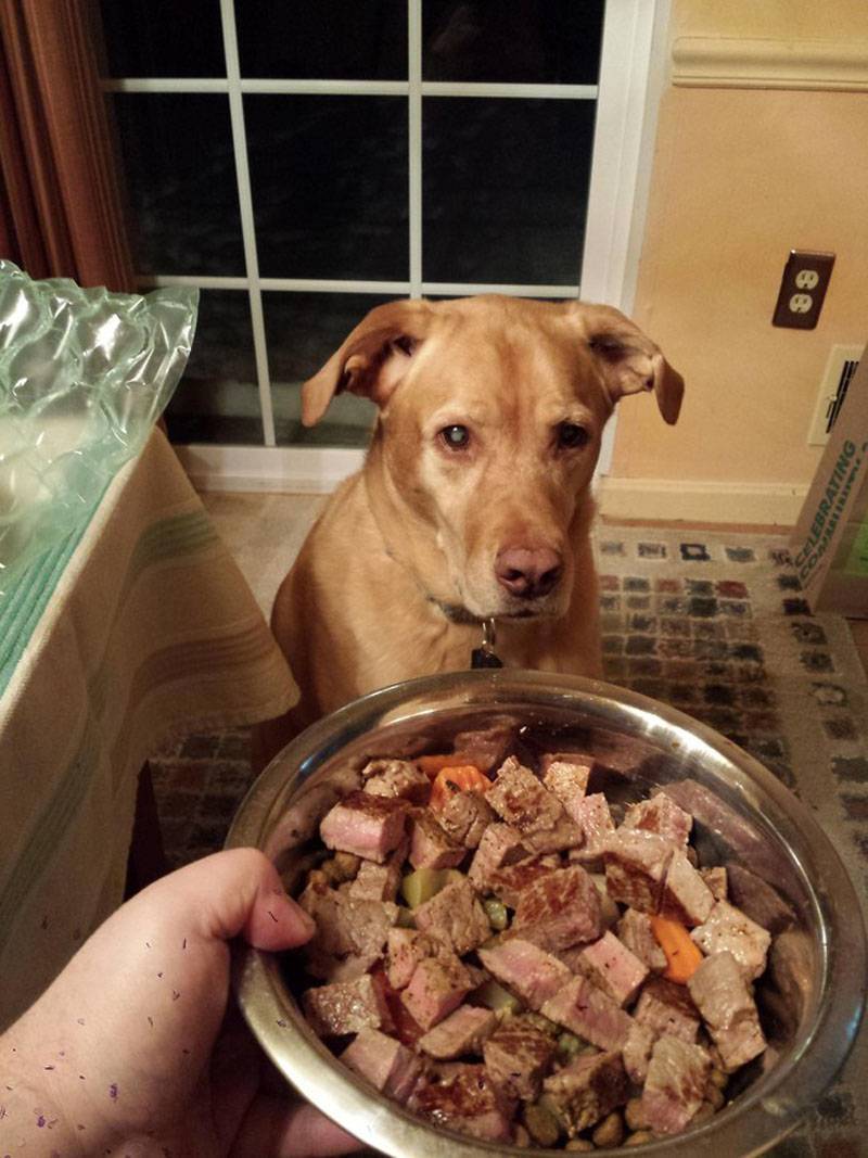 Собака не ест сухой корм: что делать, если раньше ела
