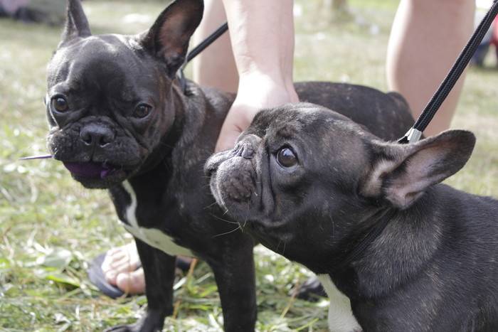 Палевый французский бульдог: окрас собаки и как выглядит животное на фото, в чем особенность характера и здоровья питомца