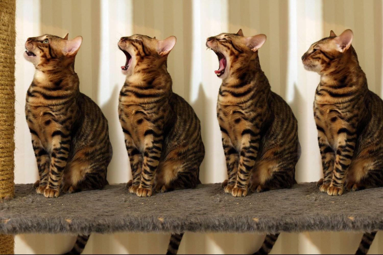 Как выглядит кошка породы тойгер, ее фото, характер и цена