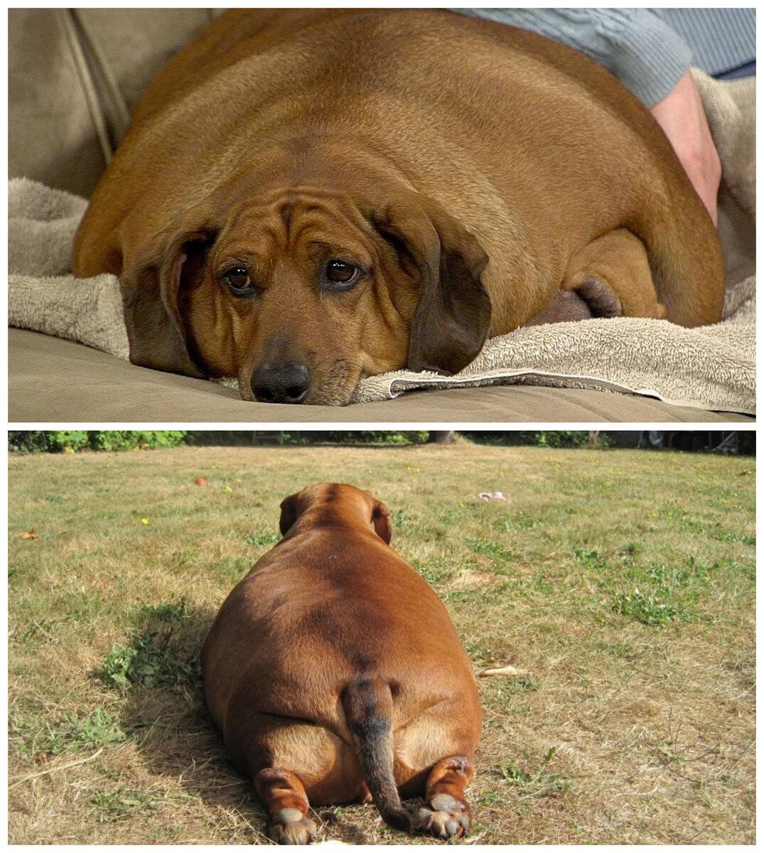 Самая толстая собака в мире, рекордсмены по весу на сегодняшний день