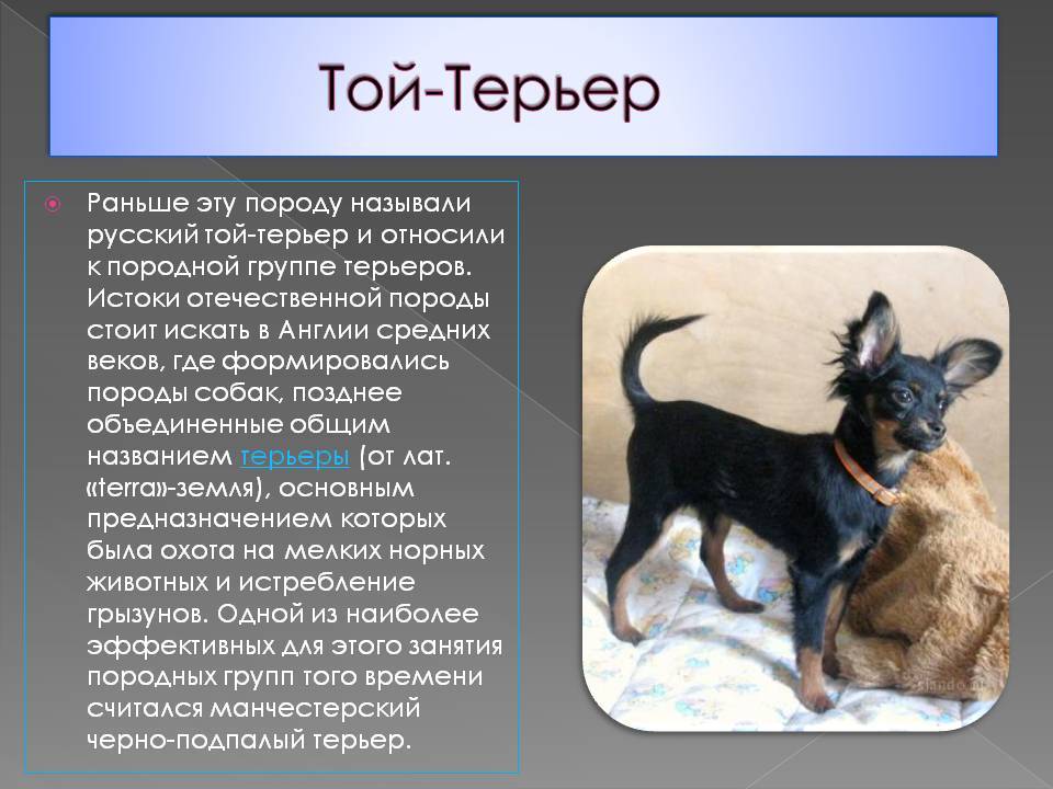 Служебные собаки. описание, особенности, дрессировка и породы служебных собак