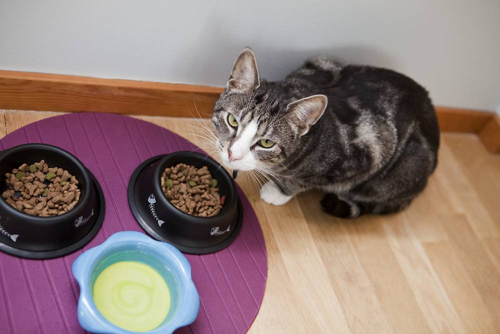 Чем лучше кормить кастрированного кота: натуральное питание или сухие корма?