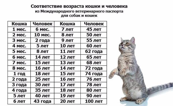 Сколько лет живут кошки в домашних условиях