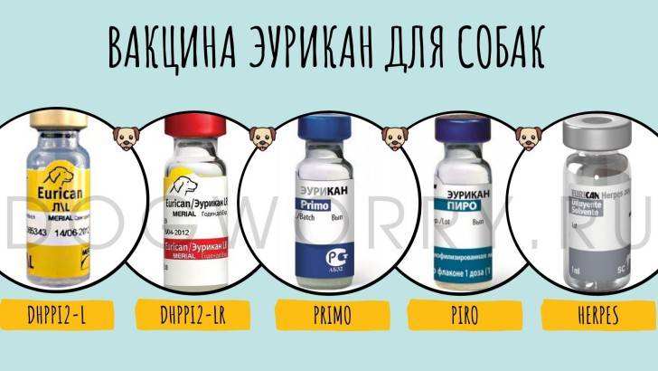 Вакцина для собак merial эурикан dhppi-l, (1 д) - цена, купить онлайн в санкт-петербурге, интернет-магазин зоотоваров - все аптеки