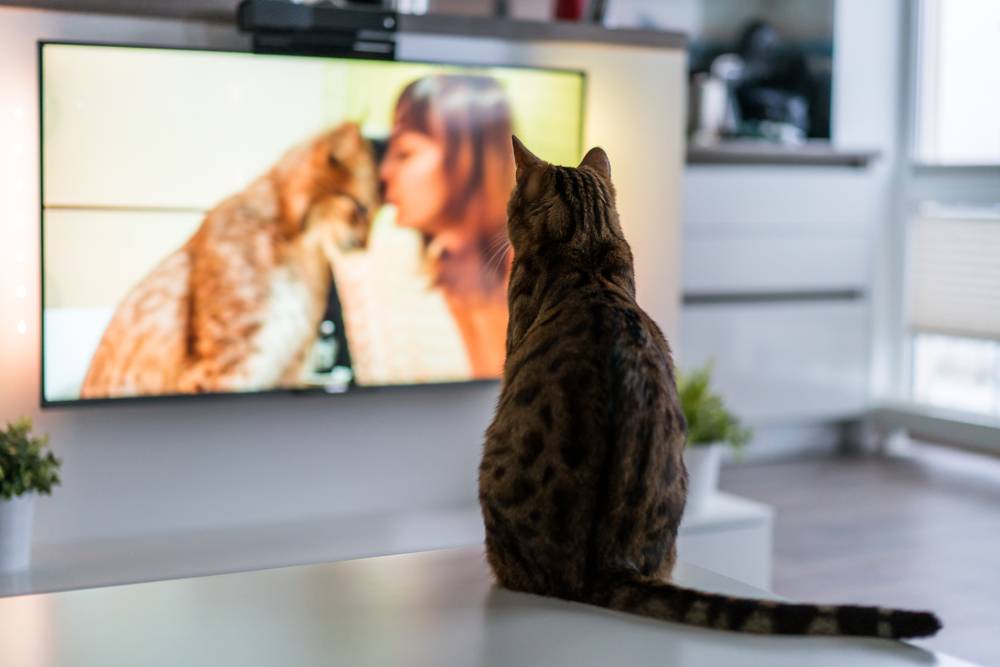 Осмысленно ли животные смотрят телевизор? почему кошки любят смотреть телевизор? видят ли кошки экран телефона