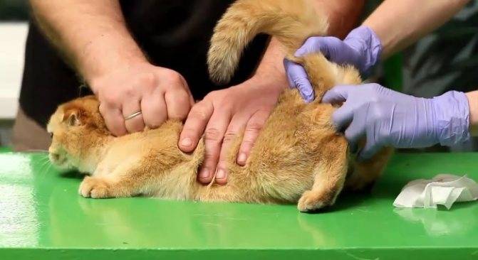 Параанальные железы у собак: причины и симптомы воспаления, чистка, лечение в домашних условиях