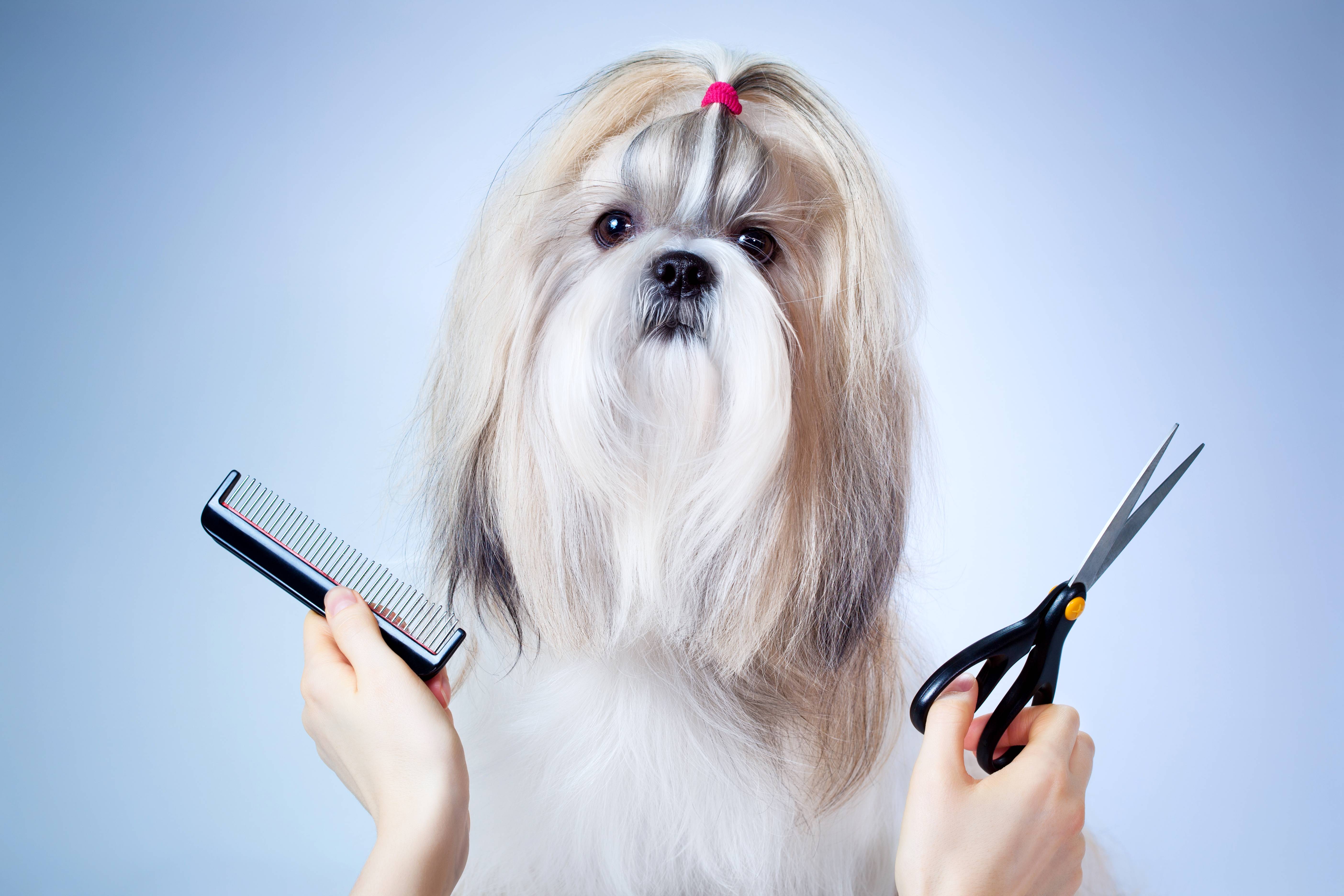 Как называют парикмахера для животных. парикмахер для собак – что это за профессия. что входит в обязанности грумера