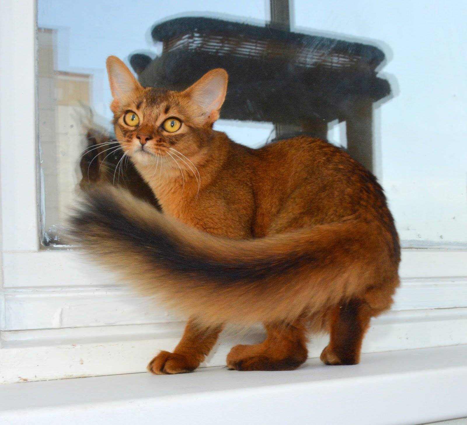 Сомалийская кошка. описание, особенности, уход и цена сомалийской кошки