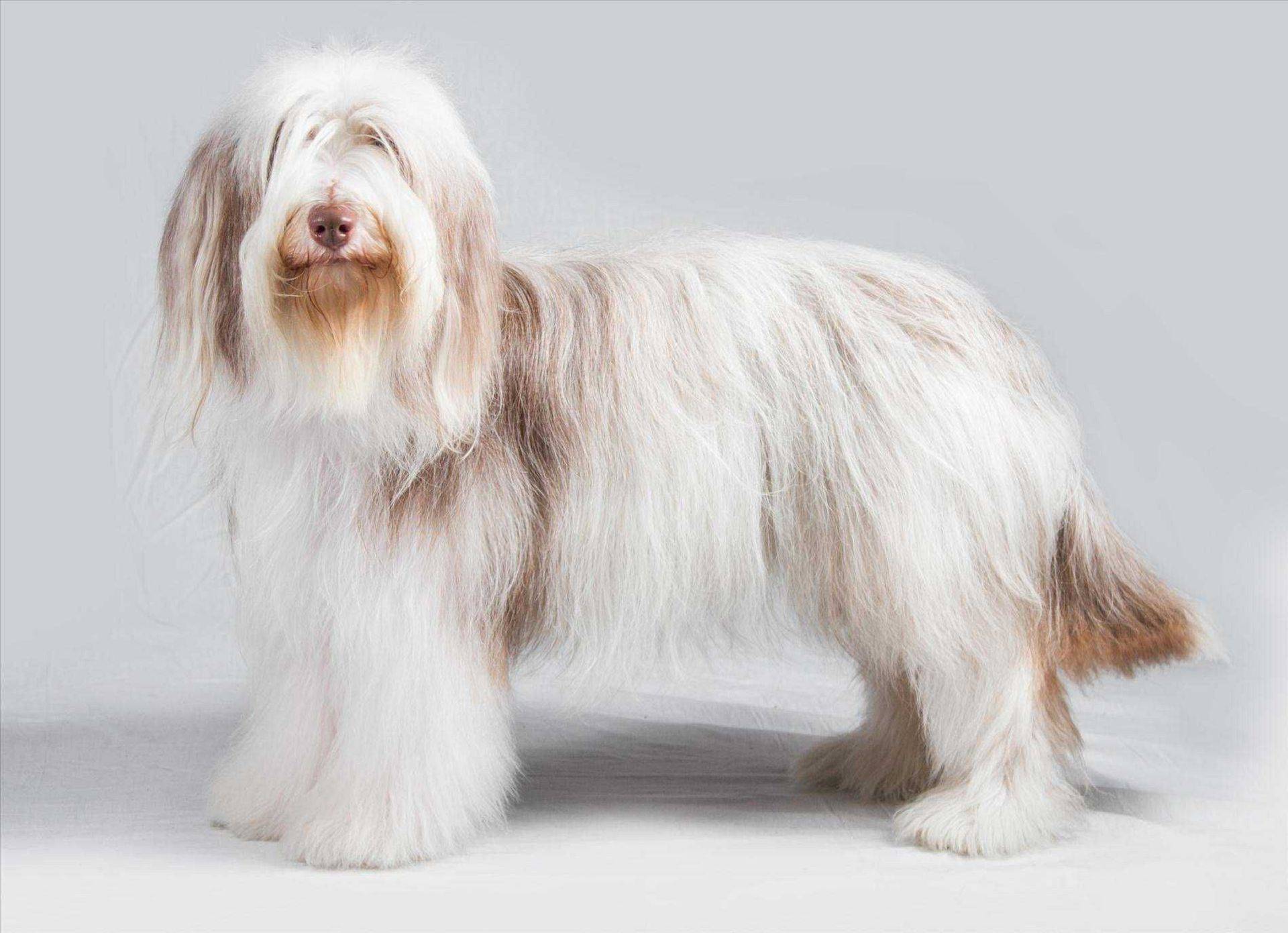 Бородатый колли – фото собаки, описание породы, цена щенка