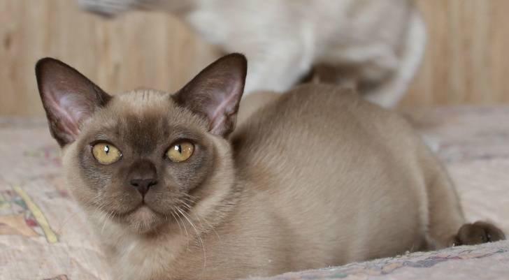 Бурманская кошка: описание породы и характера (фото окрасов и цена)