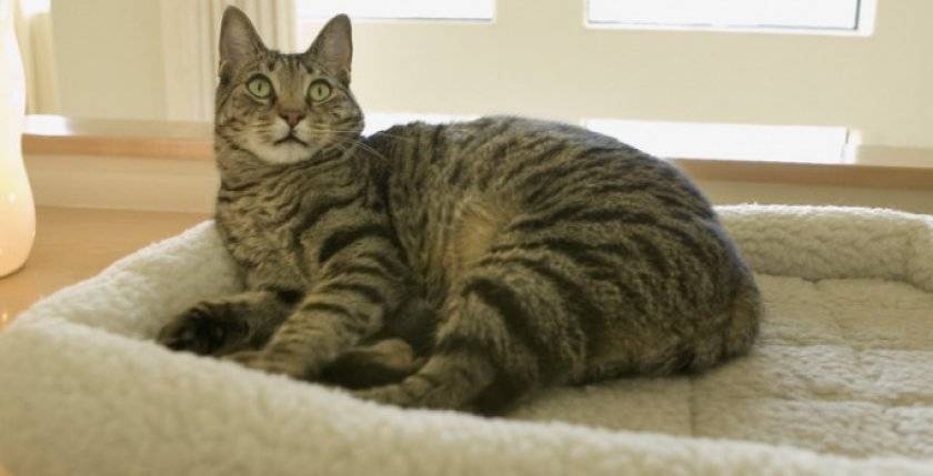 Калифорнийская сияющая кошка: описание породы