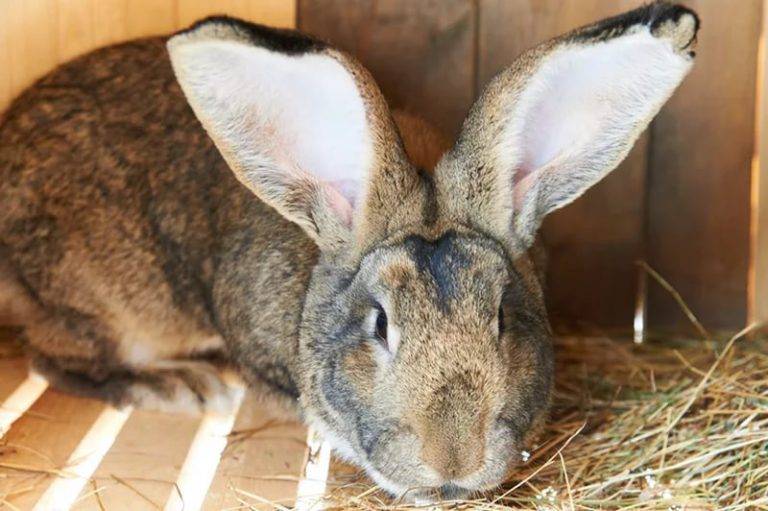 Самые интересные факты о кроликах | vivareit