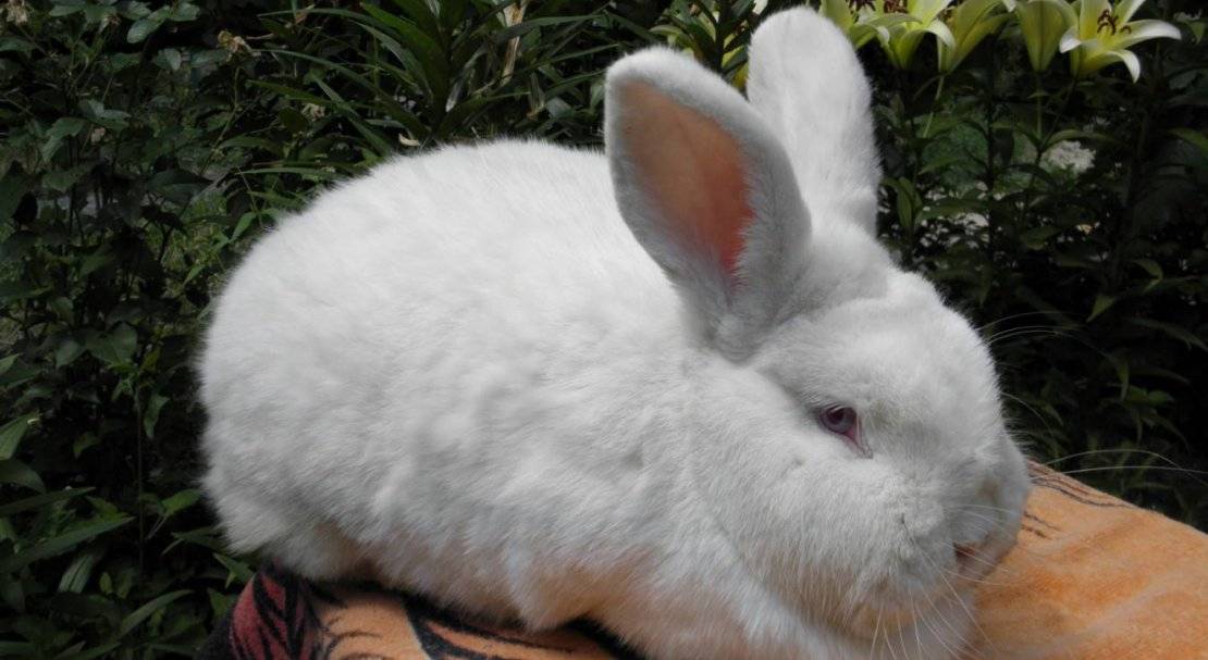 Новозеландский кролик (красный, белый): описание породы, фото