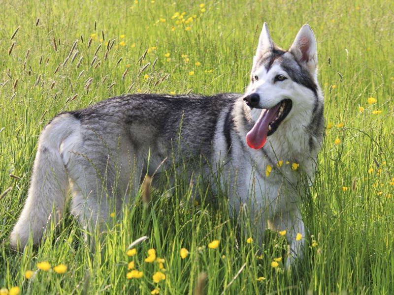 Волкособы (57 фото): что представляет собой гибрид волка и собаки? описание породы, название помеси щенков канадского черного волка с аляскинским маламутом