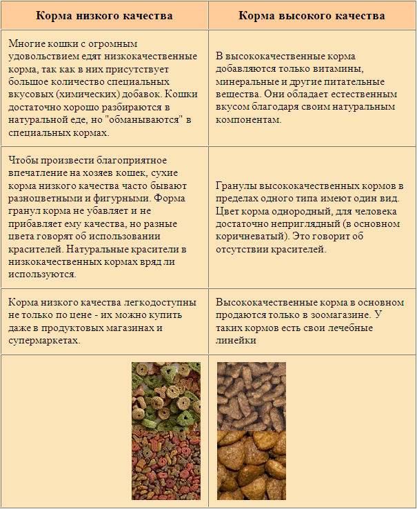 Чем нельзя кормить кошек, опасные и вредные продукты - puirna.ru