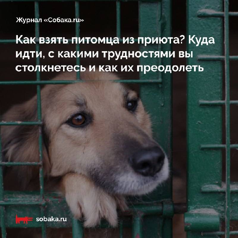 В россии запущен необычный сервис помощи бездомным животным teddy food | блог veggie people