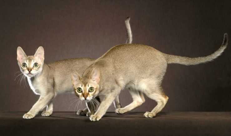 Кошки породы серенгети: происхождение и описание животного, питание и особенности разведения