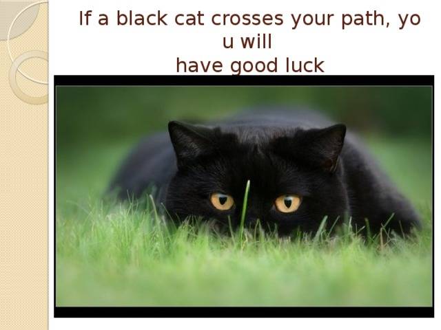 Черная кошка (кот): приметы и суеверия, откуда взялась