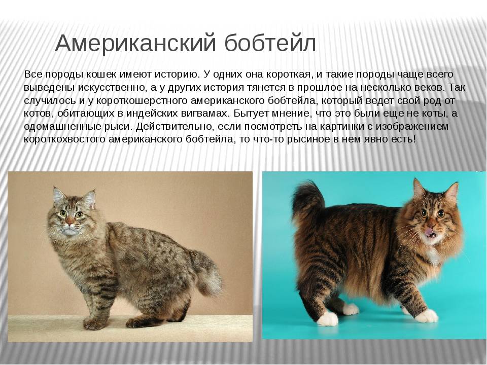 Кошки пиксибоб: описание породы, характер, особенности ухода, история выведения