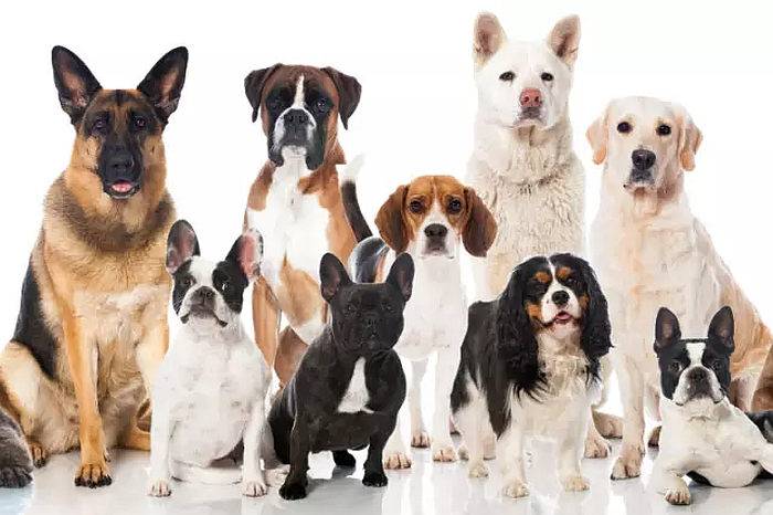 Породы собак для квартиры: как выбрать и содержать?