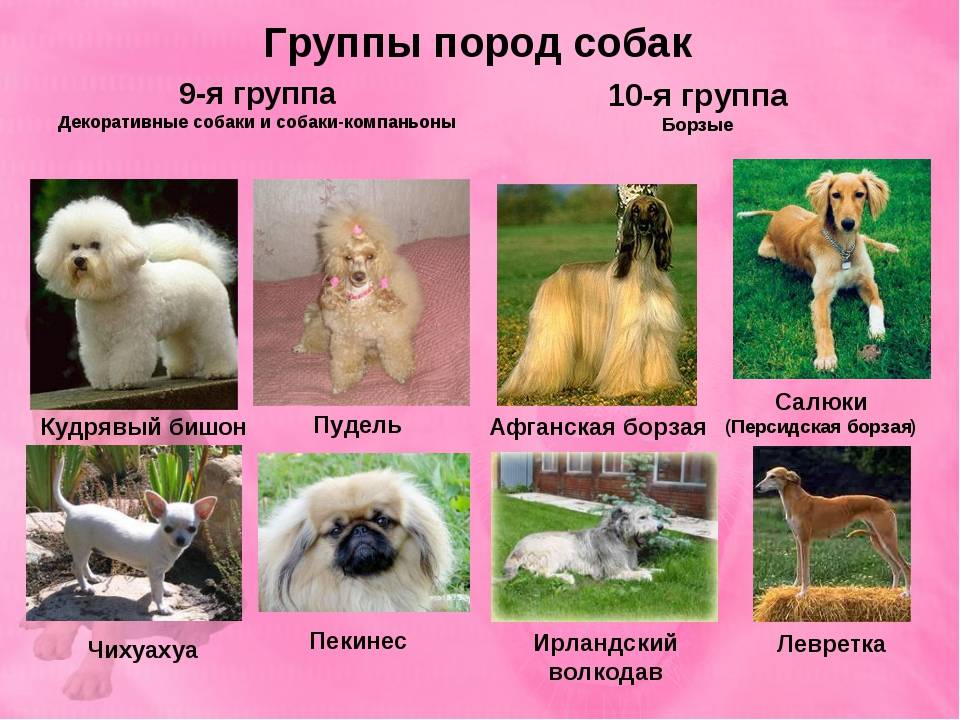 Мальтипу собака. описание, особенности, уход и цена породы мальтипу | sobakagav.ru