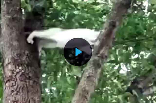 Как снять кошку с дерева: советы что делать
как снять кошку с дерева: советы что делать