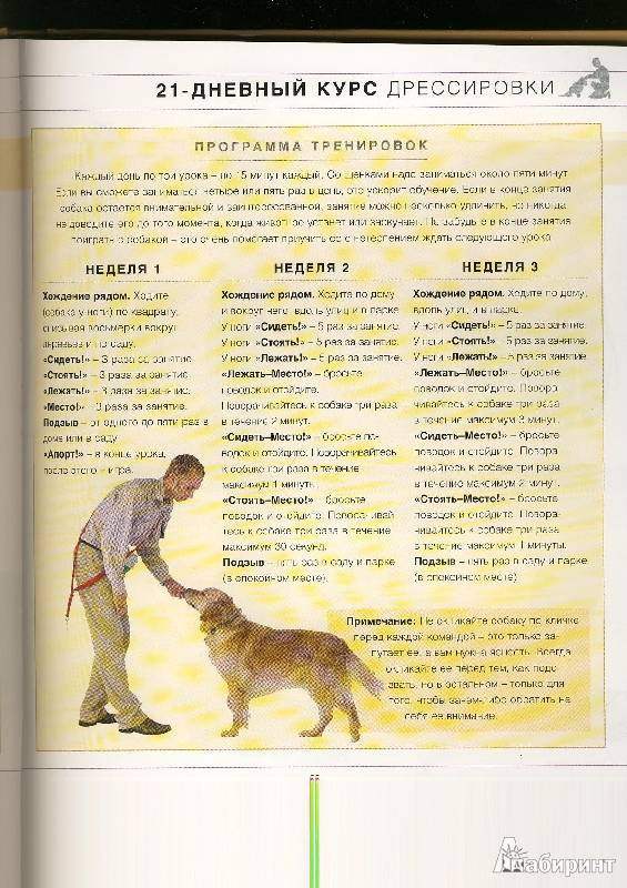 Собаки, дрессировка собак, методы и приемы, виды дрессировки, тренировка служебных и притравка охотничьих собак