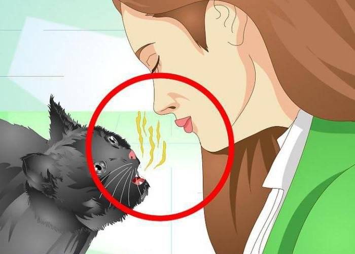 Почему кошка высовывает язык? заболевания, при которых наблюдается высовывание кончика языка у кошек