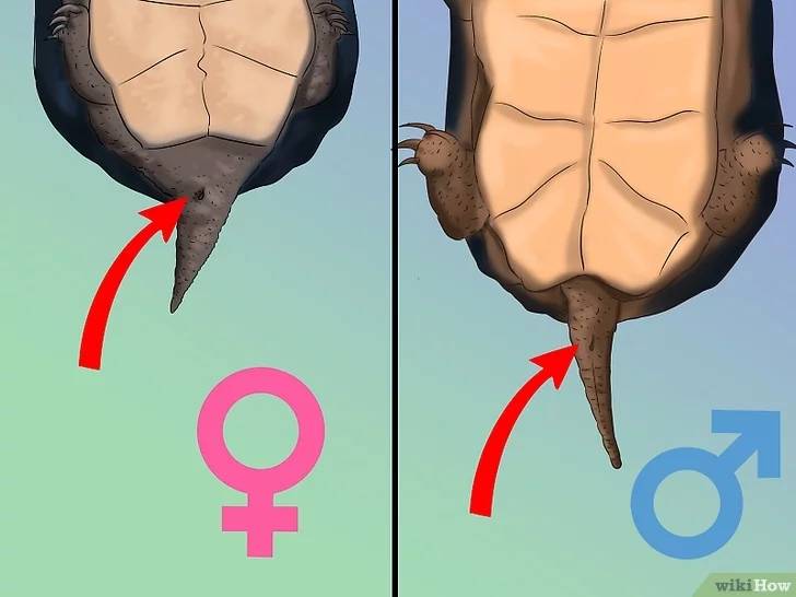 Как определить пол красноухой черепахи: отличаем мальчиков от девочек