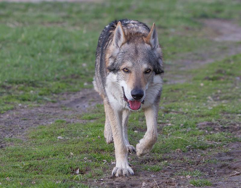 Волчья собака сарлоса: фото, характер, история