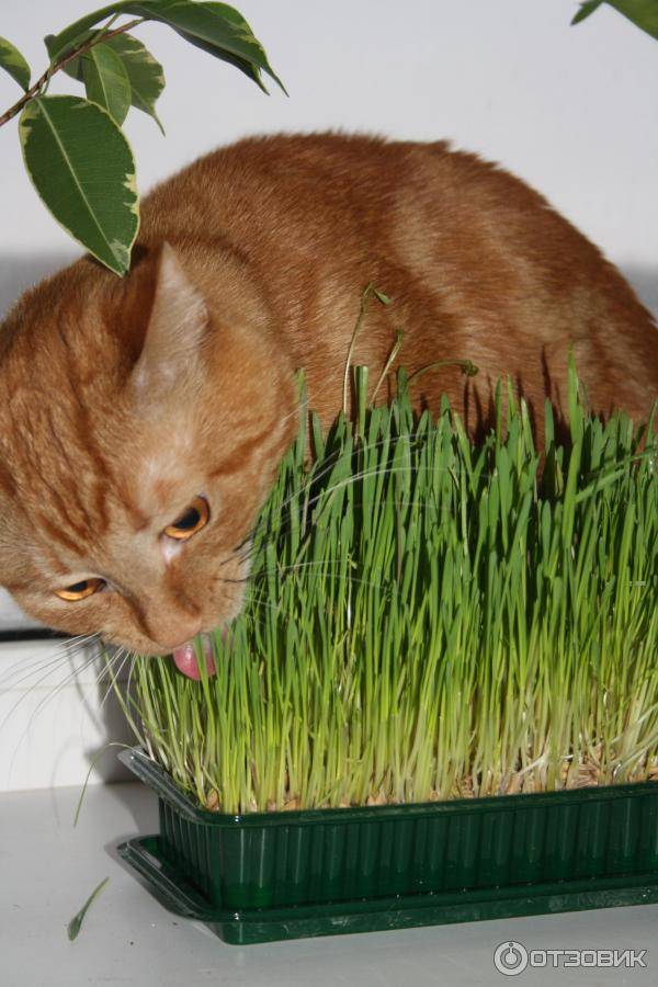 Зачем кошка ест траву?