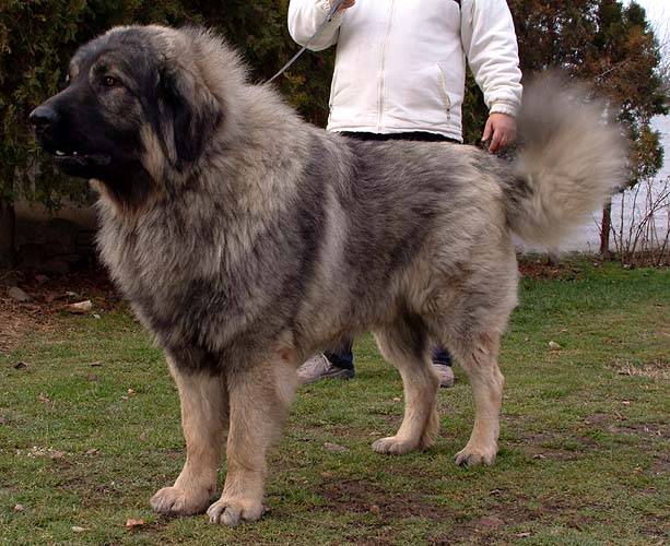 Бельгийская овчарка: все о собаке, фото, описание породы, характер, цена