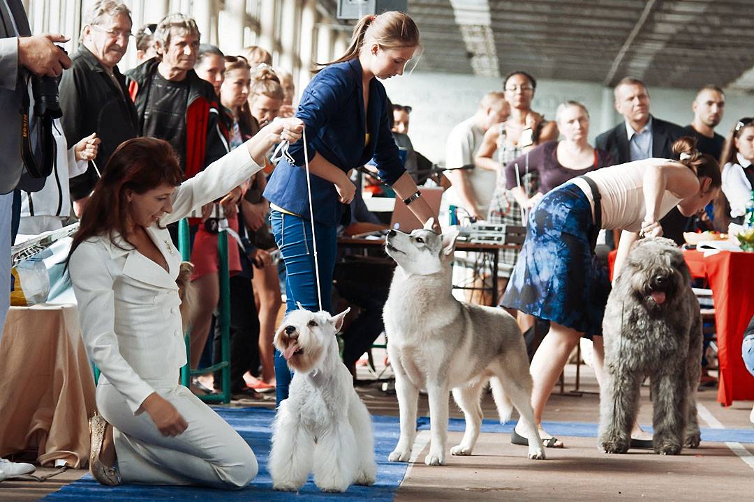 International dog show cacib – fci / интернациональная выставка собак (cacib – fci) гран при «петербург - элита 2021»